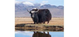 Funkčné ponožky 100 % prírodná vlna z JAKA